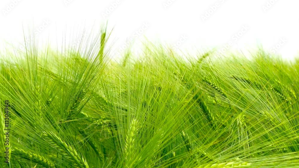 Green field of barley. Green field of barley.