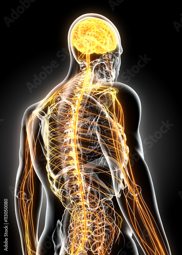 Bilde på lerret 3D illustration male nervous system.