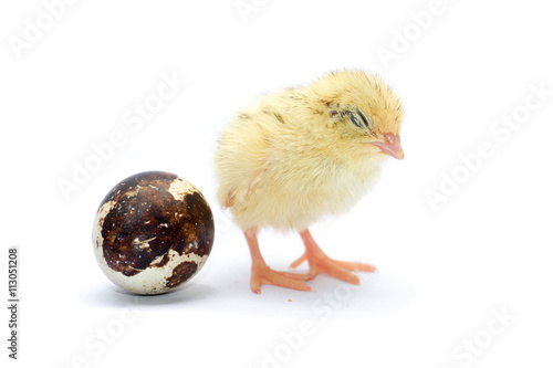 Yellow and brown baby quail on a white background
