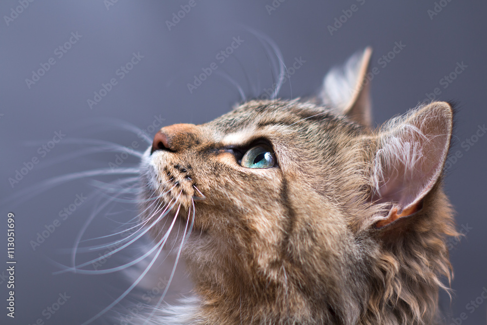 Fototapeta premium portrait of a beautiful cat on a graybackground