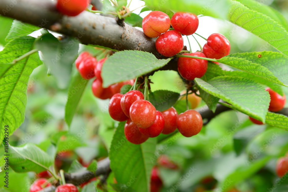 Fototapeta premium Ripe cherries in the cherry tree