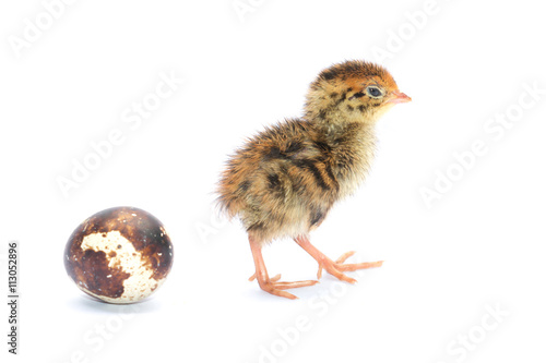 Yellow and brown baby quail on a white background © chiew
