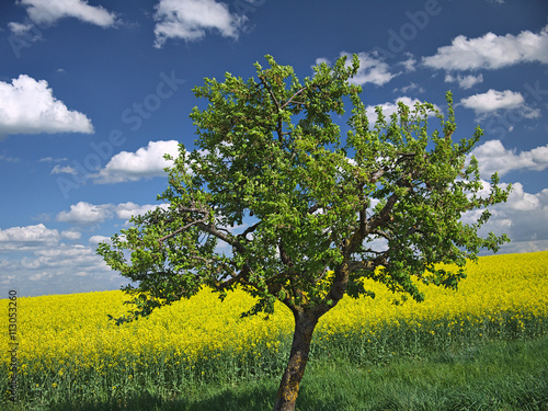 kirschbaum