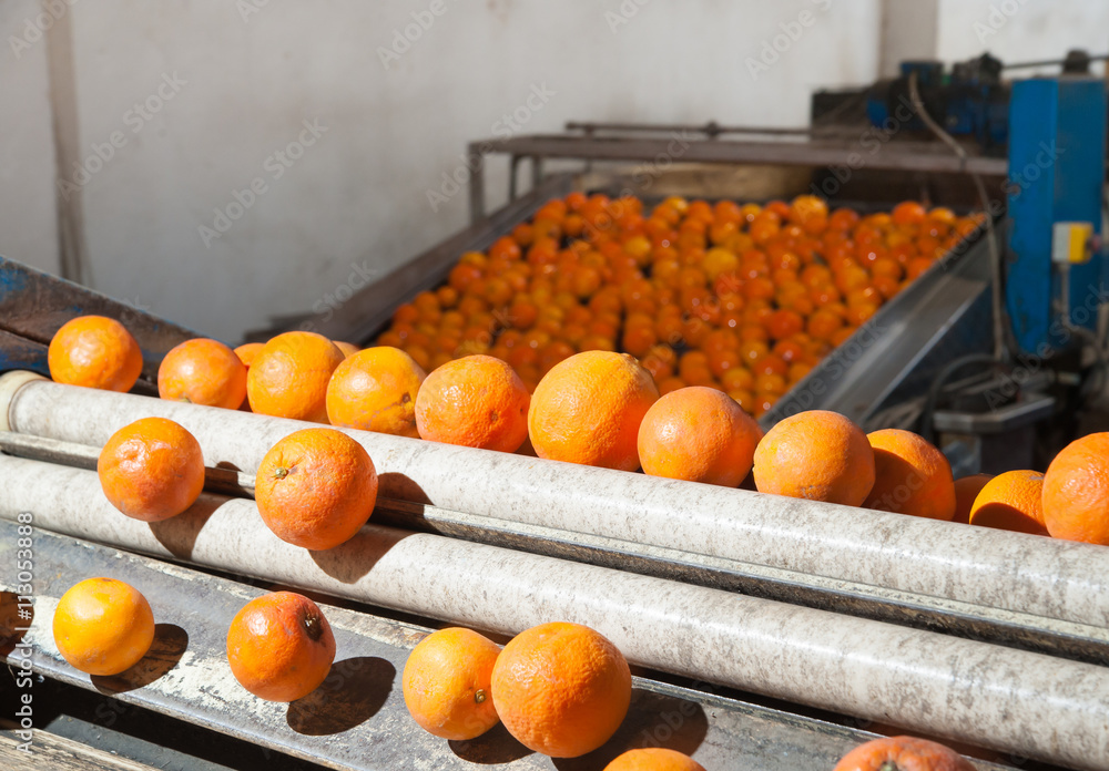 Tarocco orange fruits in a modern roll defoliation machine before the washing bath