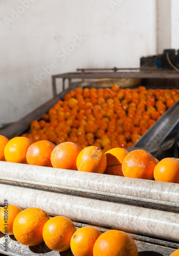Tarocco orange fruits in a modern roll defoliation machine before the washing bath