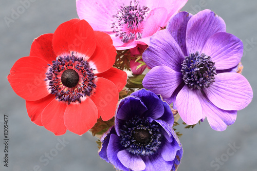 Mixed Anemone flowers. photo