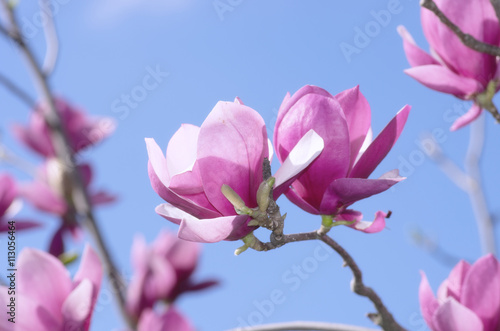 Beautiful Flowers of a Magnolia Tree © Dolnikov