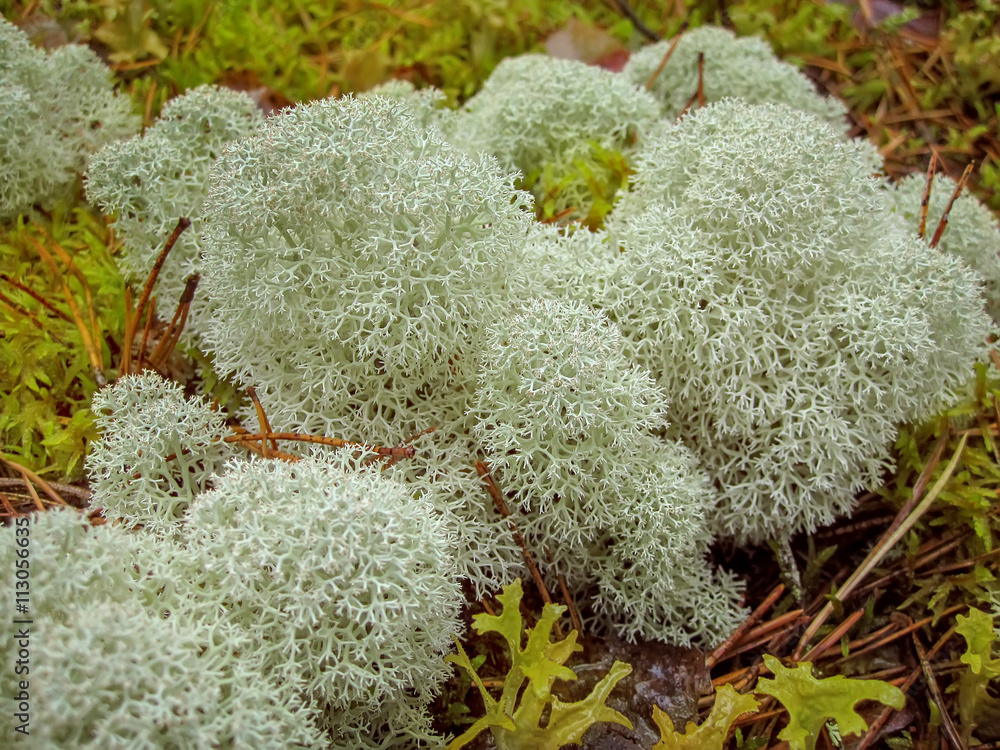 White Moss (Reindeer lichen)  Gwich'in Social & Cultural Institute