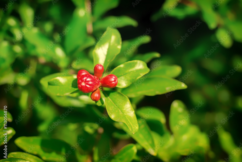 Pomegranate flower Pomegranate flower