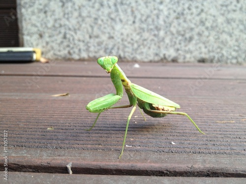 pose of mantis