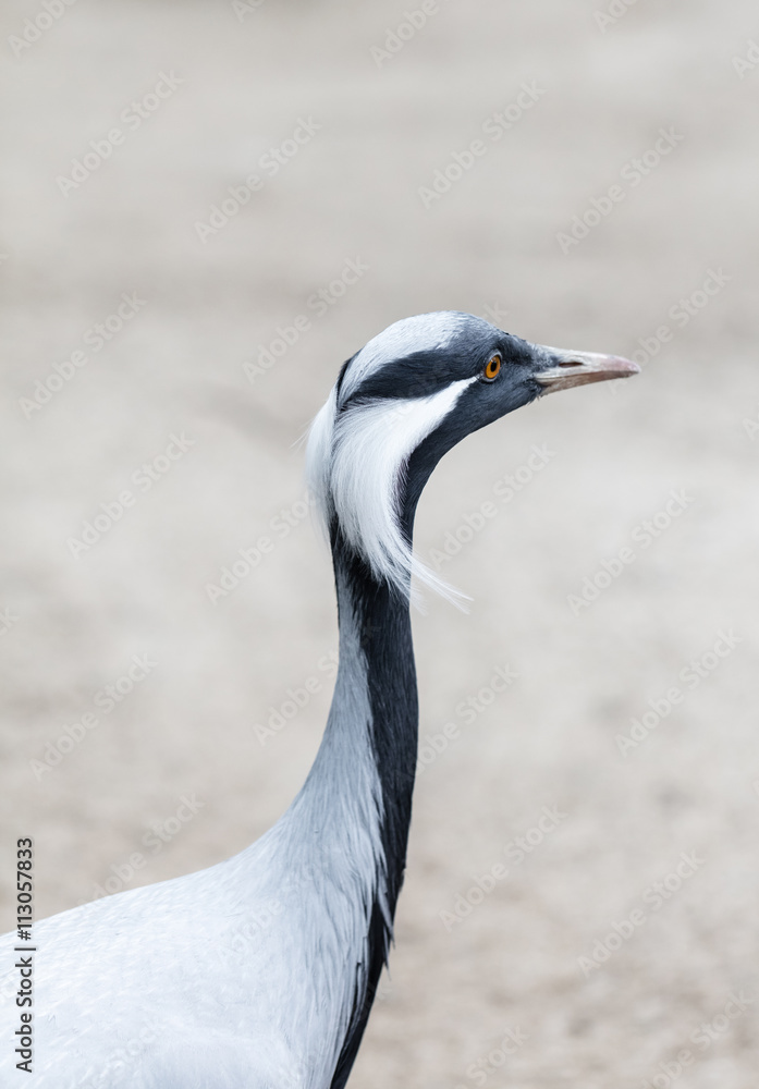 Obraz premium African the bird crane