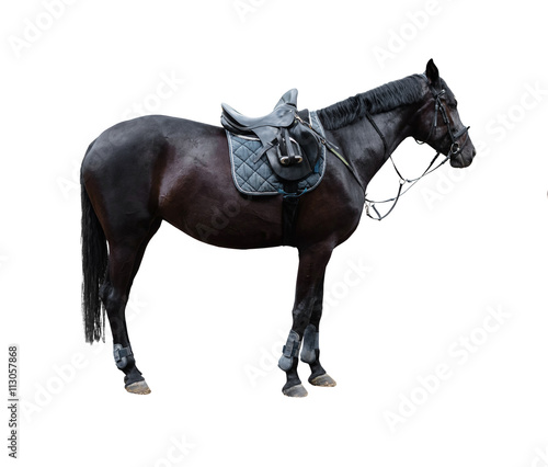 Fototapeta Naklejka Na Ścianę i Meble -  horse with saddle