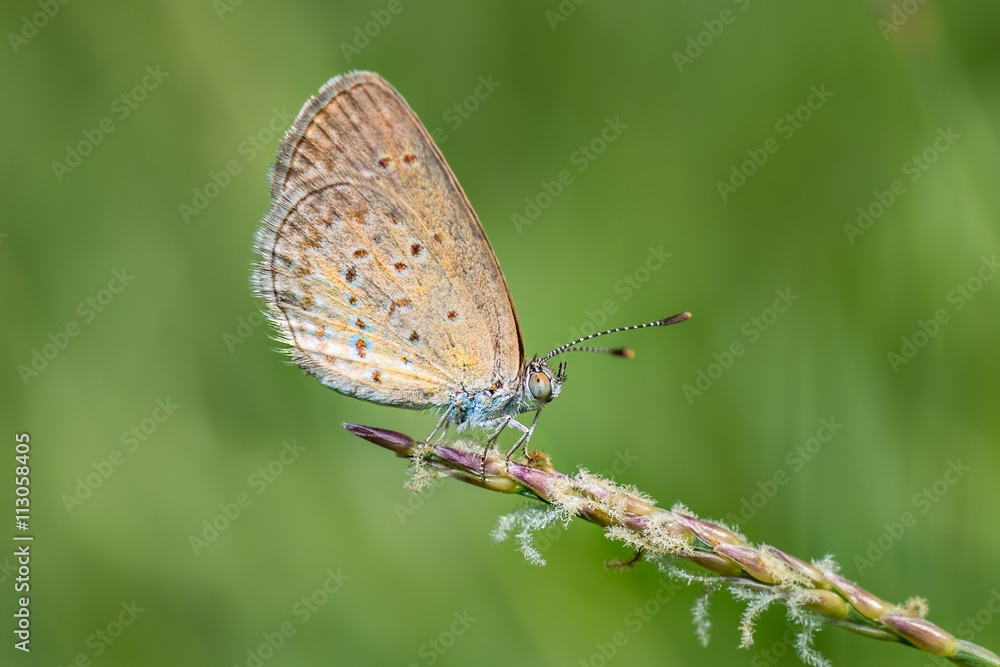 Blue butterfly, Polyommatus icarus on a wild flower Blue butterfly, Polyommatus icarus on a wild flower