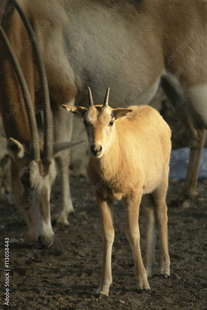 Baby scimitar-horned oryx and mother in zoo, Dokki, Cairo, Egypt Baby scimitar-horned oryx and mother in zoo, Dokki, Cairo, Egypt