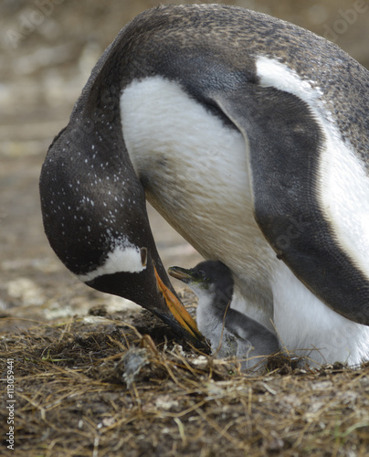 Gentoo penguin (Pygoscelis papua) and Baby, Volunteer Point