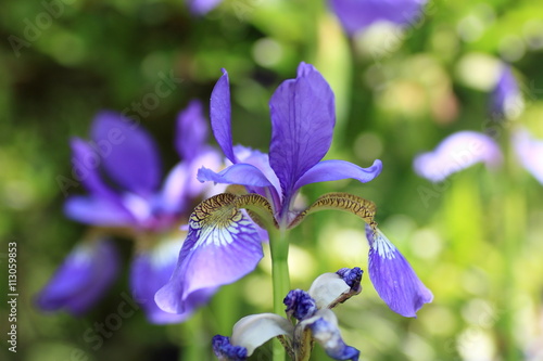 Iris sanguinea is a rhizomatous flowering plant in the genus Iris and in the series Sibiricae. photo