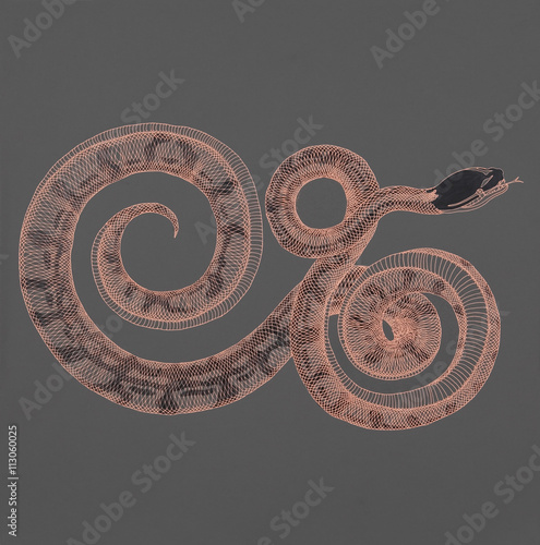 Illustrative image of snake on gray background photo