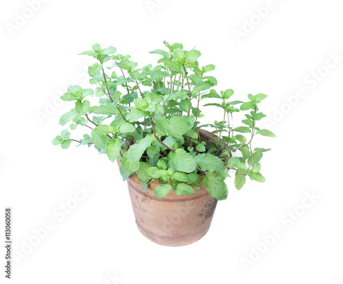 mint in flower pot on white background