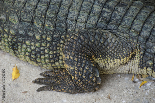 Rear foot of the crocodile.