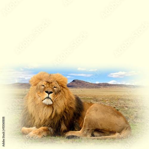 A photo of a beautiful African lion on a paper background. Sweet