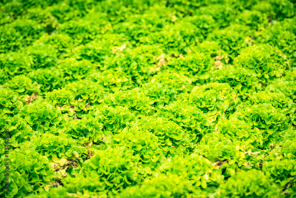 Cultivated field: fresh green salad bed rows Cultivated field: fresh green salad bed rows