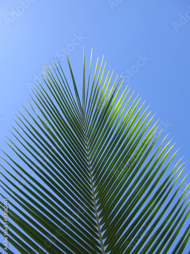 Leaf of a coco palm and cloudless, blue sky. Inhambane, Mozambique, Southern Africa