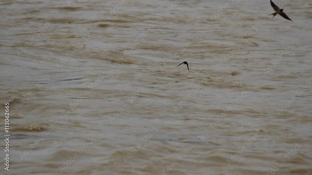 Torrente de agua de río embarrado con pajaros volando en busca de comida
Torrente de agua de río embarrado con pajaros volando en busca de comida
