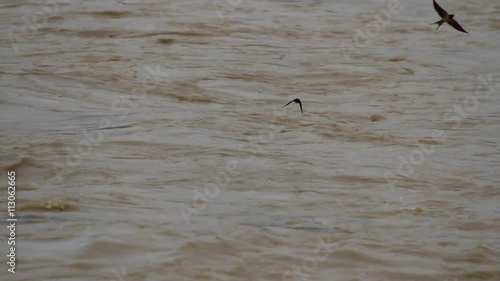 Torrente de agua de río embarrado con pajaros volando en busca de comida
 photo