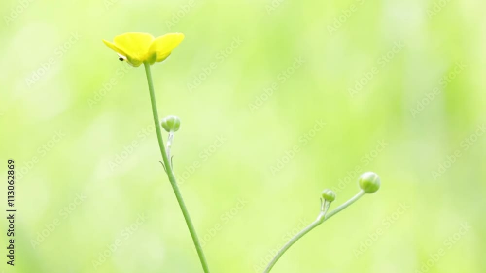 garden of italy yellow flower and grass move by the wind in wild. garden of italy yellow flower and grass move by the wind in wild.