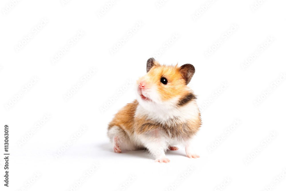 curious hamster