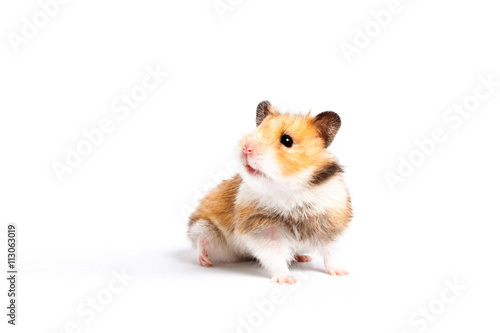 curious hamster