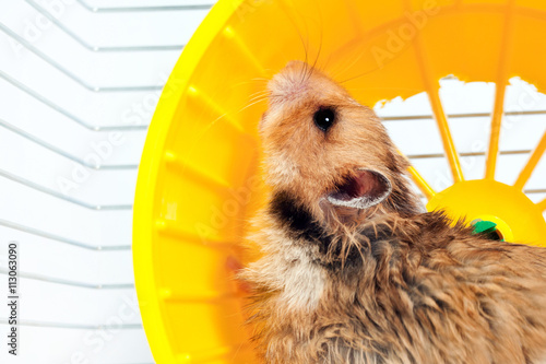 hamster running in the running wheel photo