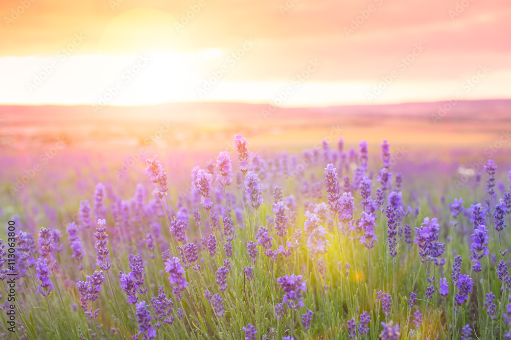 Fototapeta premium Zachód słońca nad fioletowym polu lawendy
