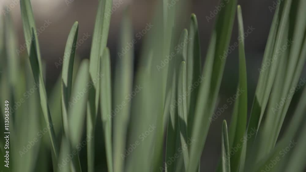 Shallow DOF green grass tops moving on wind slow-mo 1920X1080 FullHD video - Garden plants leaves moving in slow motion 1080p HD footage Shallow DOF green grass tops moving on wind slow-mo 1920X1080 FullHD video - Garden plants leaves moving in slow motion 1080p HD footage
