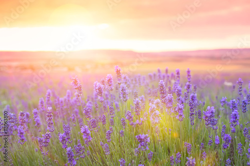 Fototapeta Naklejka Na Ścianę i Meble -  Sunset over a violet lavender field