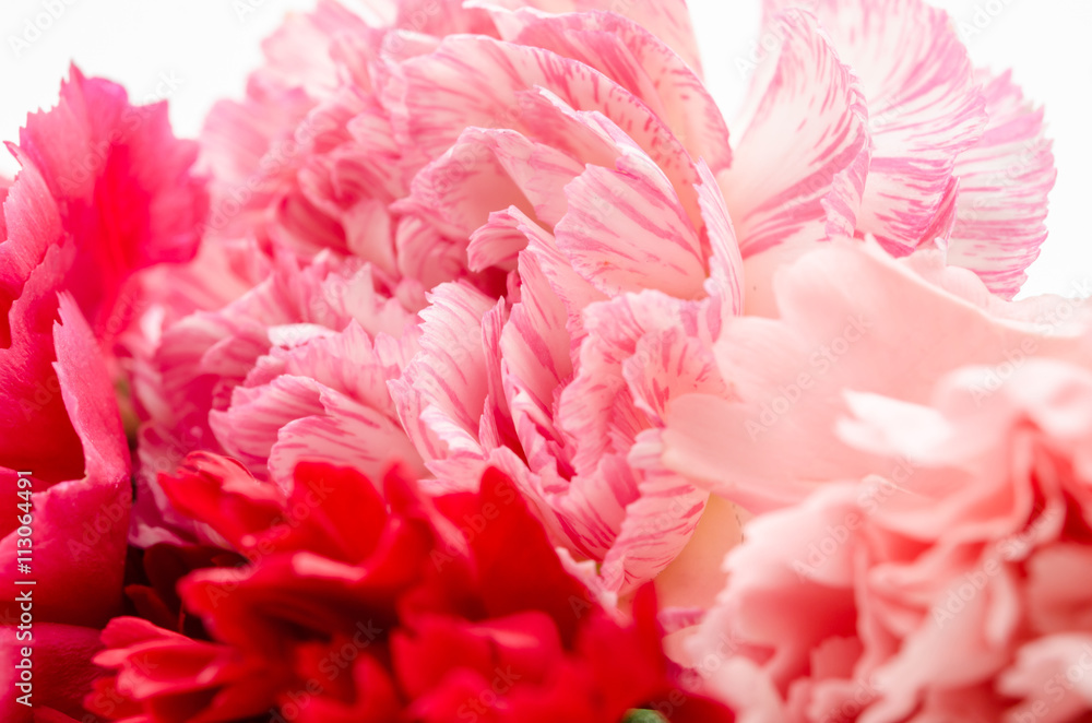 pink carnations flower. pink carnations flower.