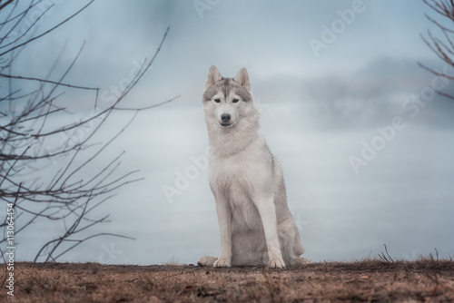 Portrait of a close-up dog Siberian Husky