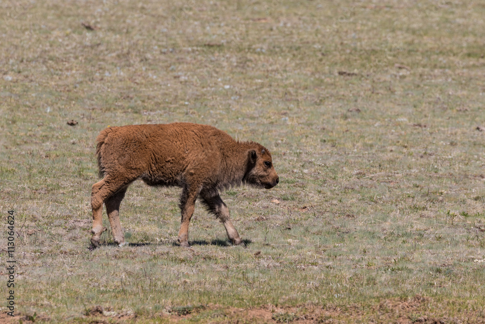 Bison Calf Bison Calf