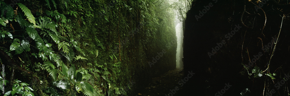 Narrow footpath in forest Narrow footpath in forest