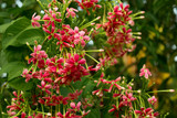 Red Rangoon Creeper Flowers. Quisqualis indica. Combretum indicu