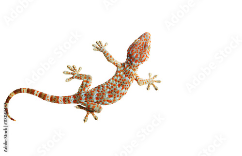 Gecko isolated with clipping path. photo