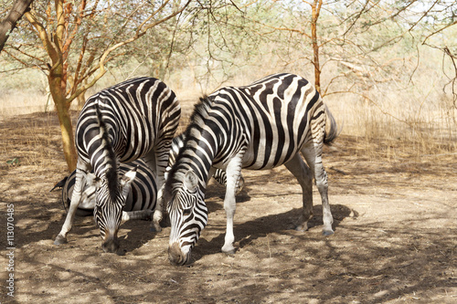 Black   white zebras