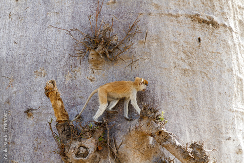 Photography Patas monkey climbing
