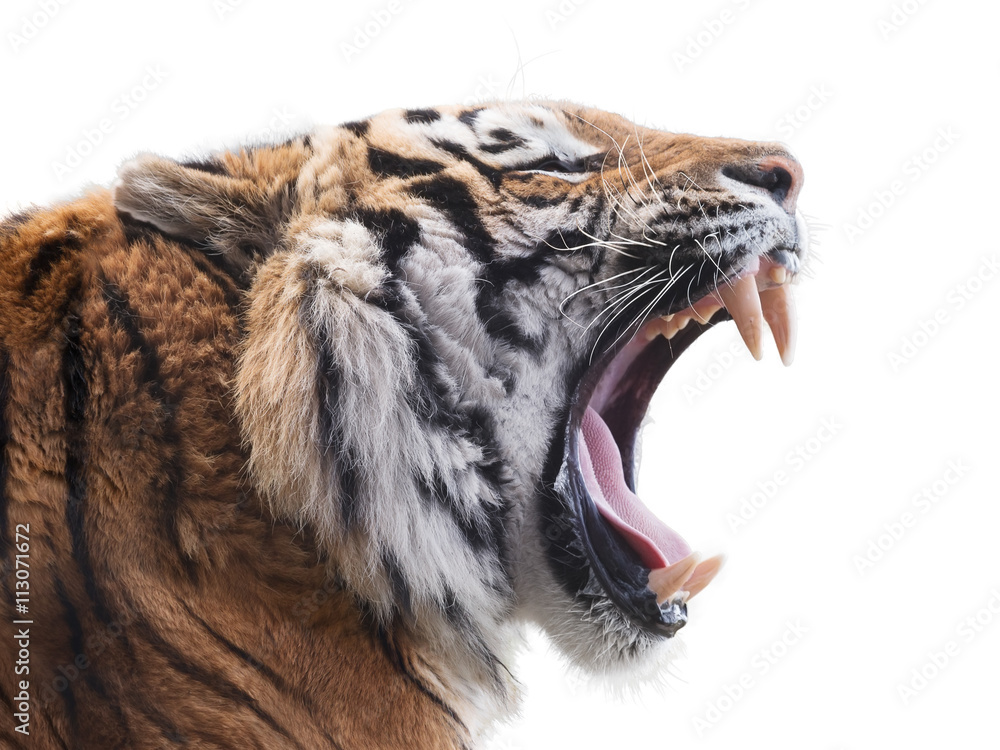 Obraz premium Ostry tygrys