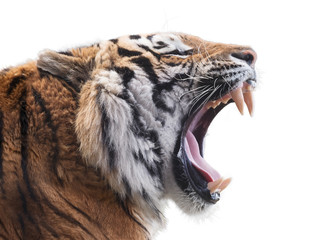 Fotobehang Tijger Felle tijger met open muil  © Štěpán Kápl