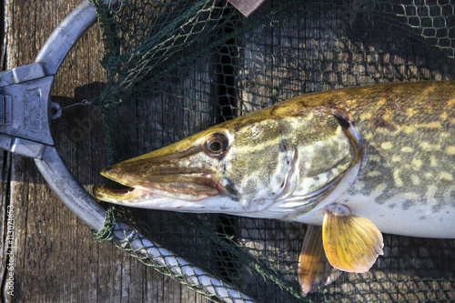 Pike (Esox lucius) captured in a landing net presented on a wooden deck