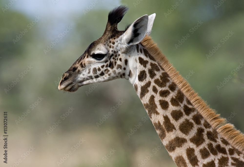 Africa, Tanzania, Close-up of a Masai Giraffe (Giraffa camelopardalis tippelskirchji) Africa, Tanzania, Close-up of a Masai Giraffe (Giraffa camelopardalis tippelskirchji)