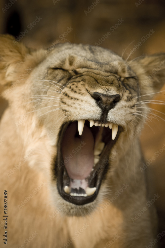 Lioness yawning in forest
