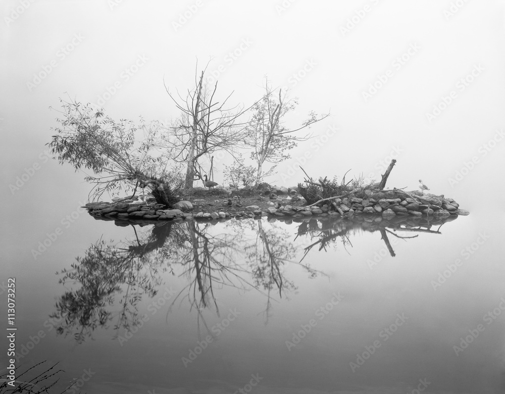 Foto Stock Trees on piece of land surrounded by water, Stanley Park