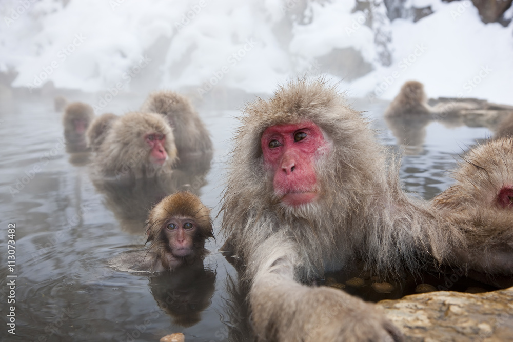 Snow monkey, Joshin-etsu National Park, Honshu, Japan Snow monkey, Joshin-etsu National Park, Honshu, Japan
